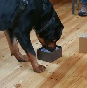 28938874_1552282231555834_1822055471_o