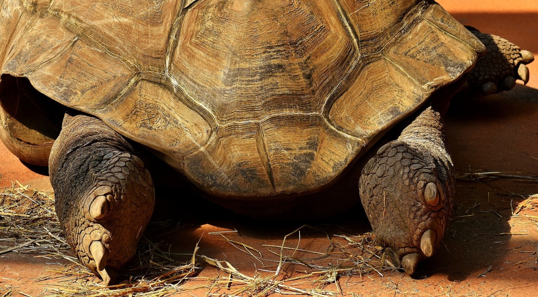 giant-tortoise-2516539_1920.jpg