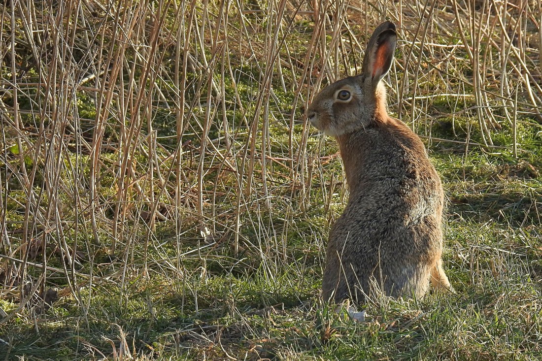 hare-3186347_1920.jpg
