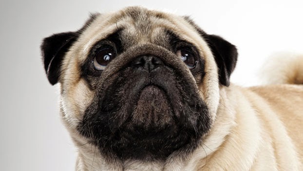 pug