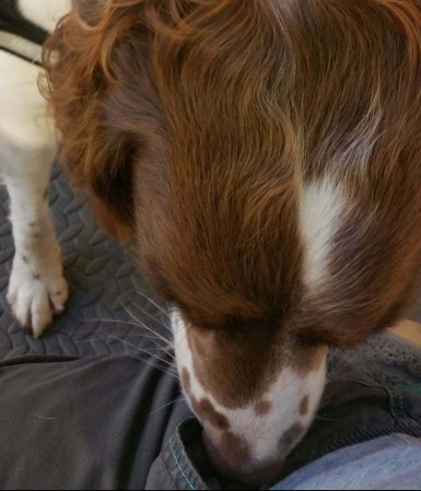 40659674_491774017957570_5571565536401162240_n