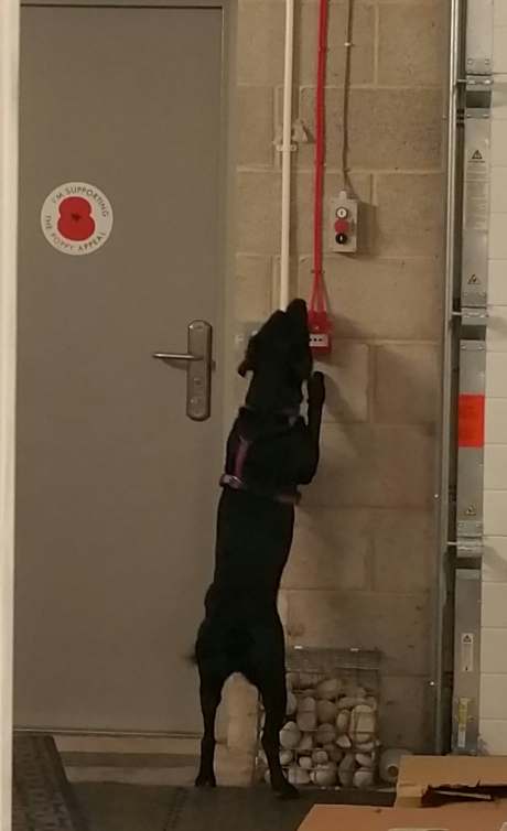 46514336_593868977718959_4816321865549086720_n