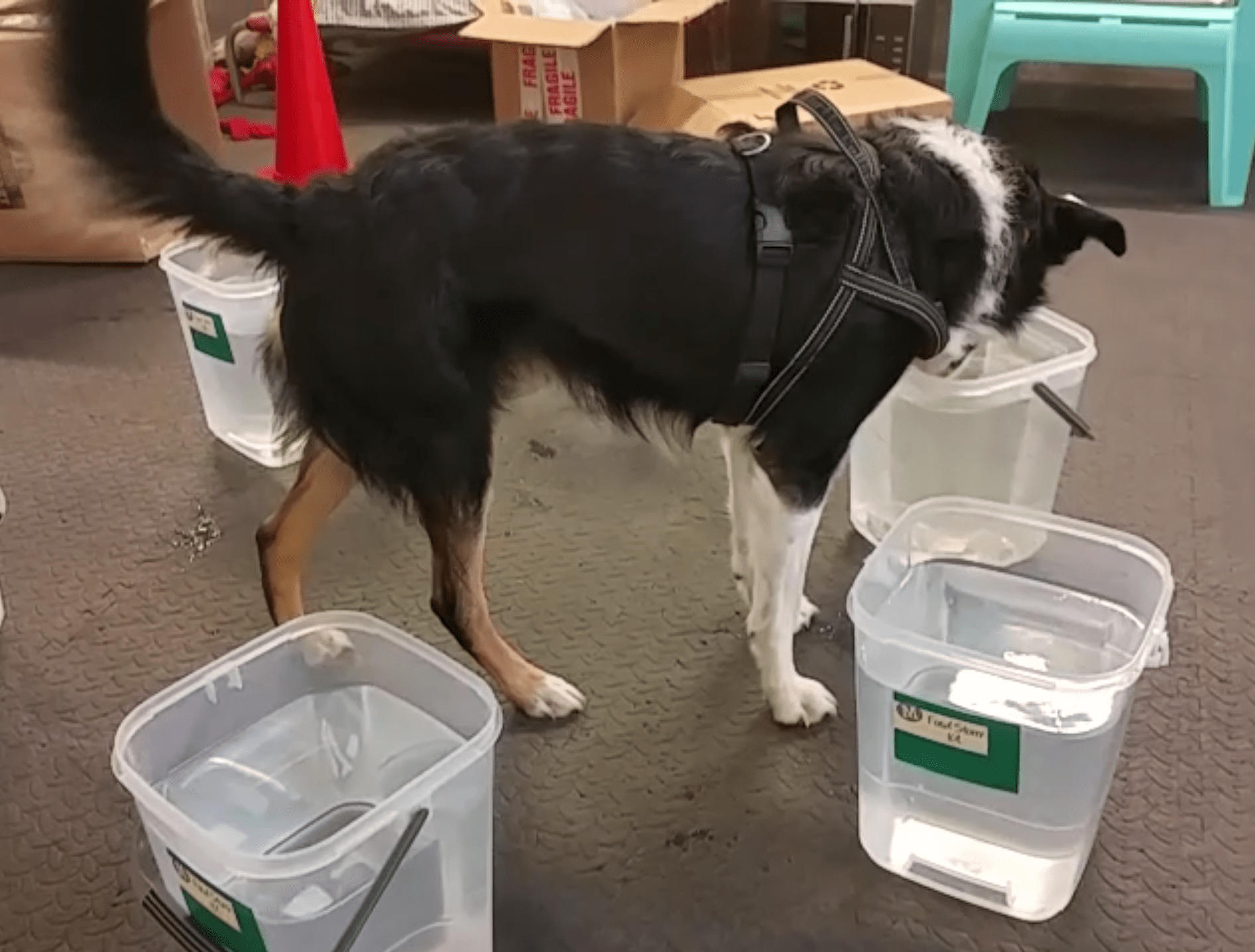 46518926_350141885746372_7108312067634888704_n