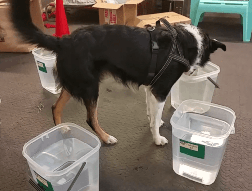 46518926_350141885746372_7108312067634888704_n