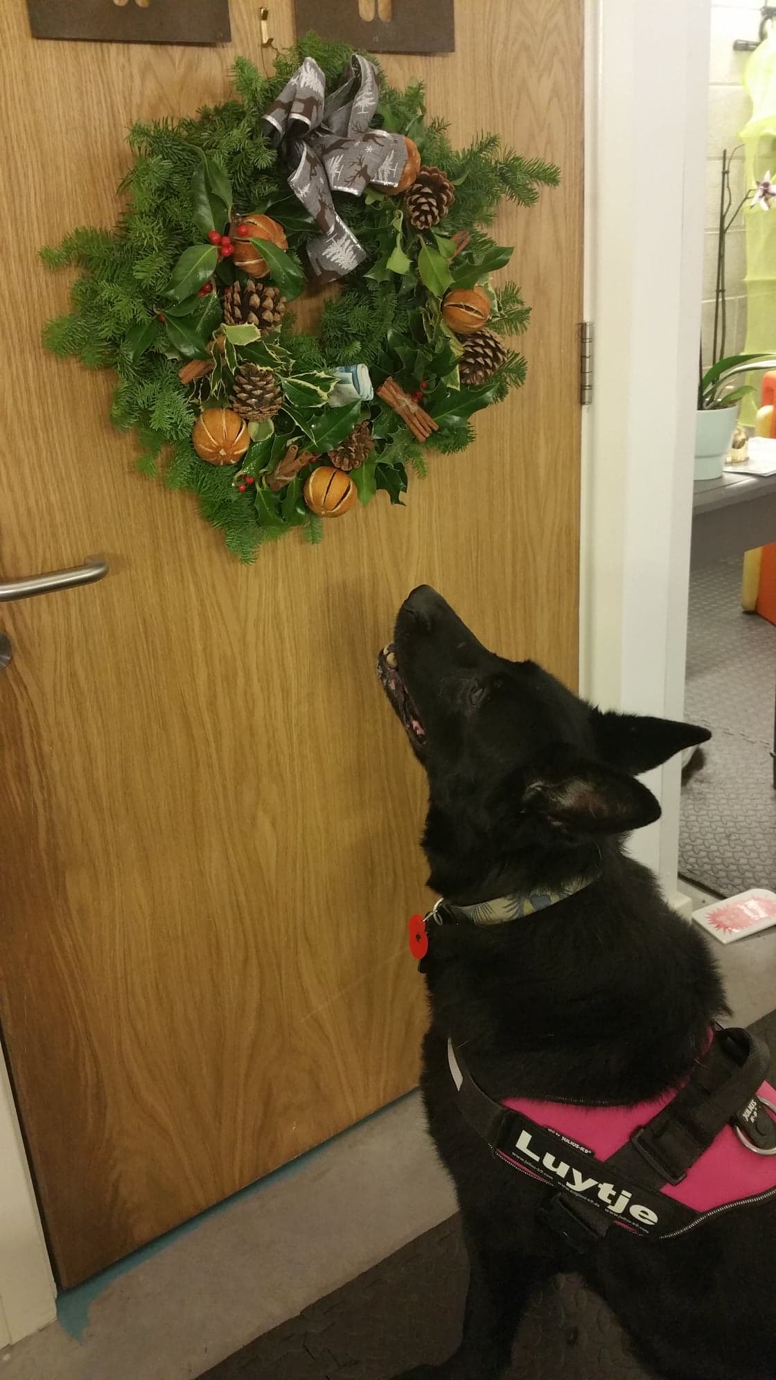 48275120_1133619496807181_4430638337853751296_n