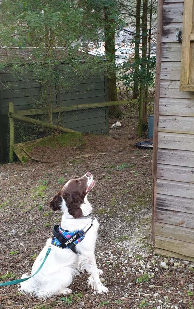 Poppy pointing towards the high hide - just follow the line of her nose!
