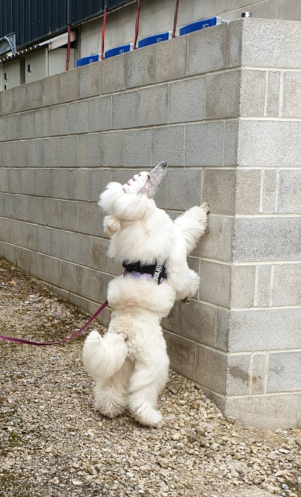 94644737_231462238106555_6060572787393691648_n