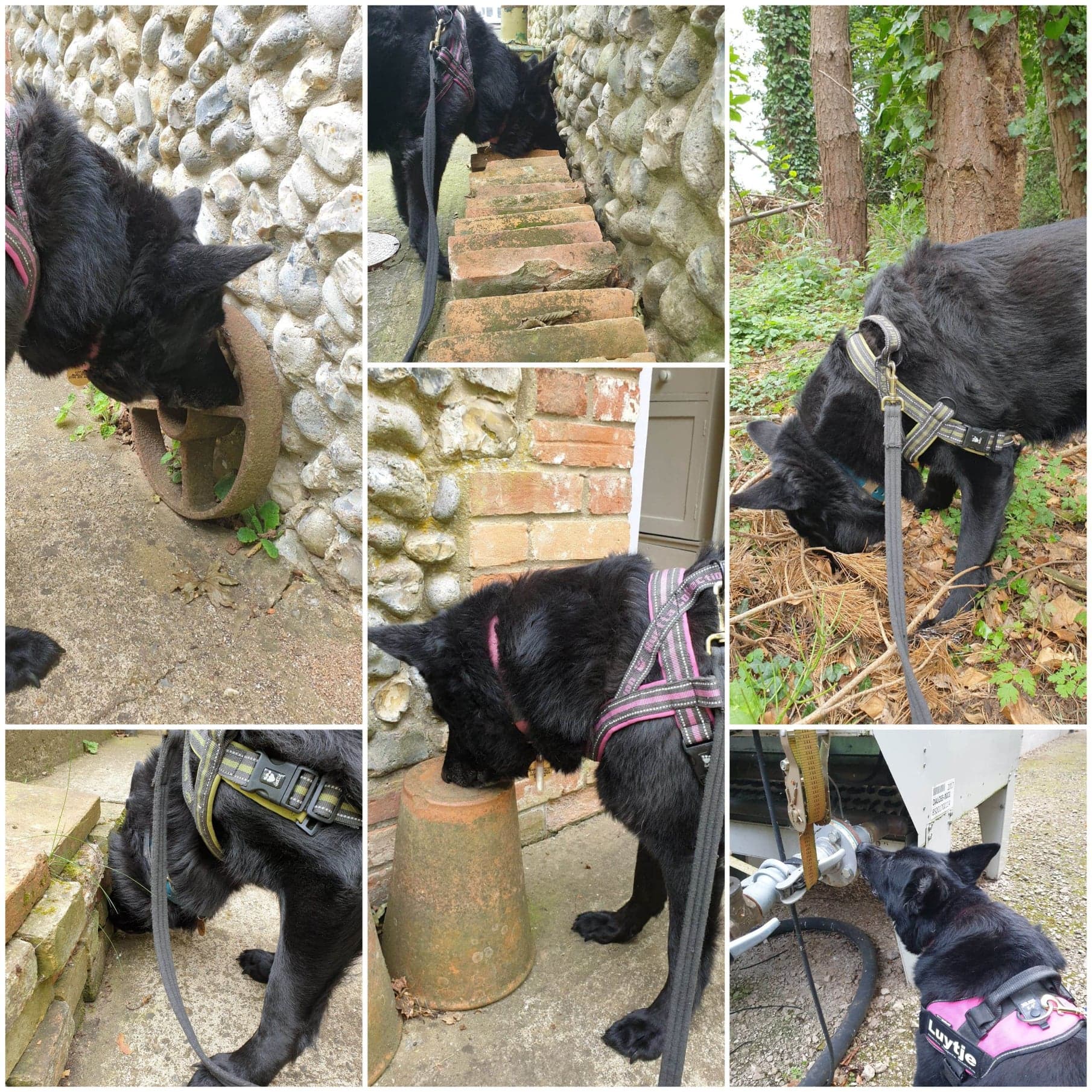 116068652_238821670434078_7458548967190605424_n