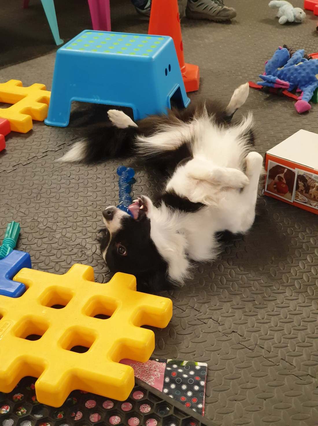 116776738_288726319117497_8156127205459731631_n