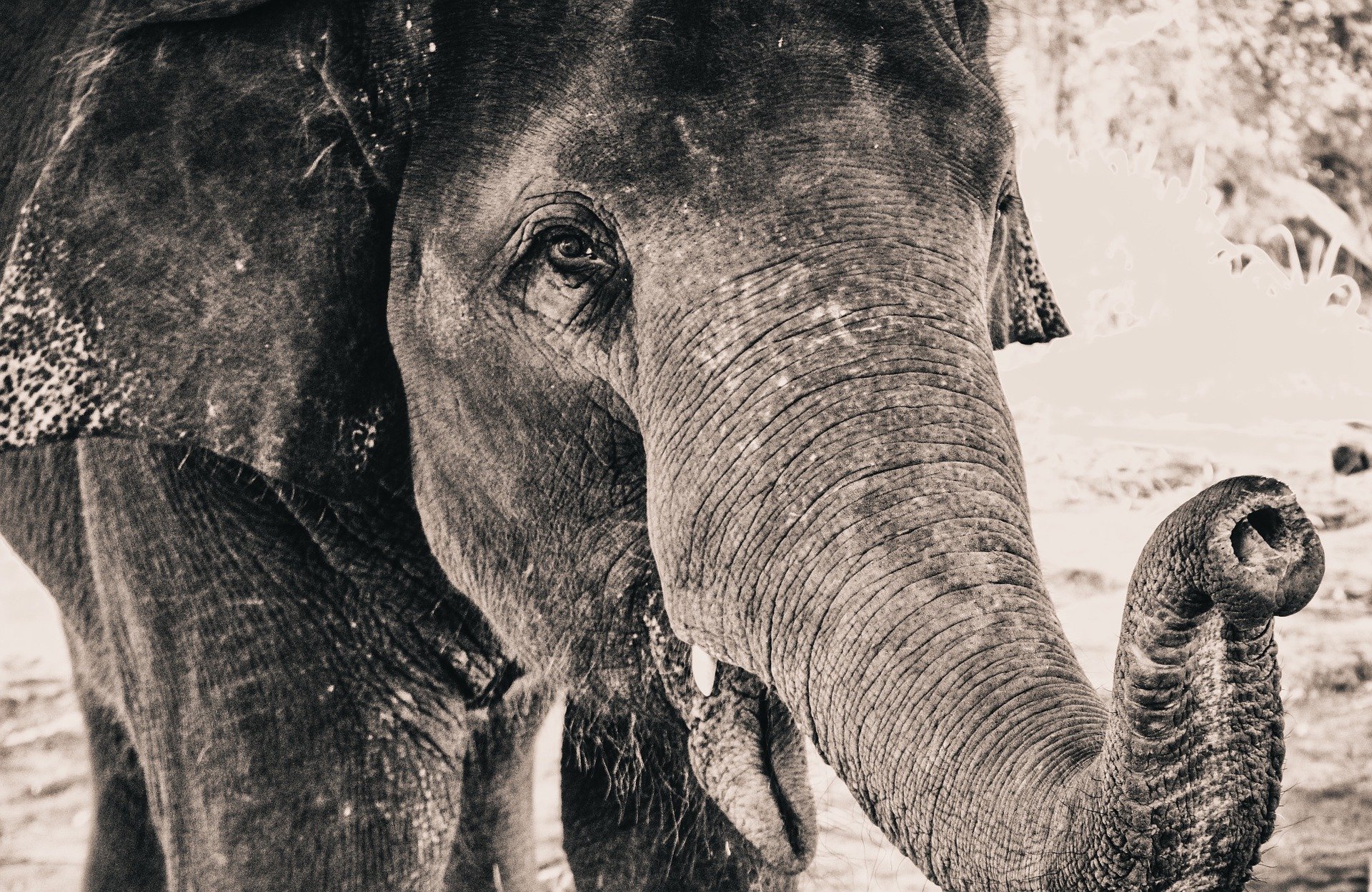 elephant-919022_1920