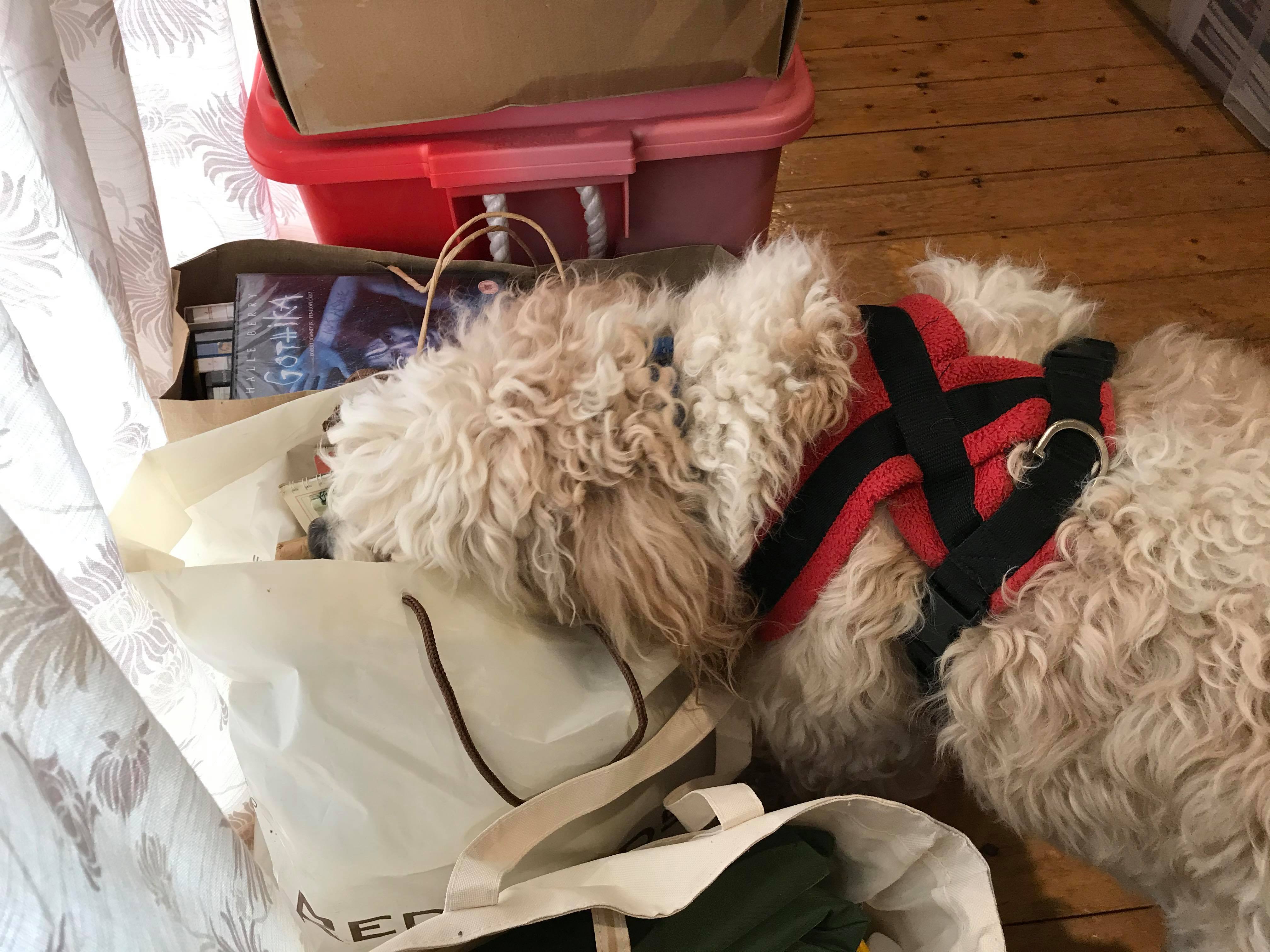 165758783_1414861468848999_5521878428164798590_n