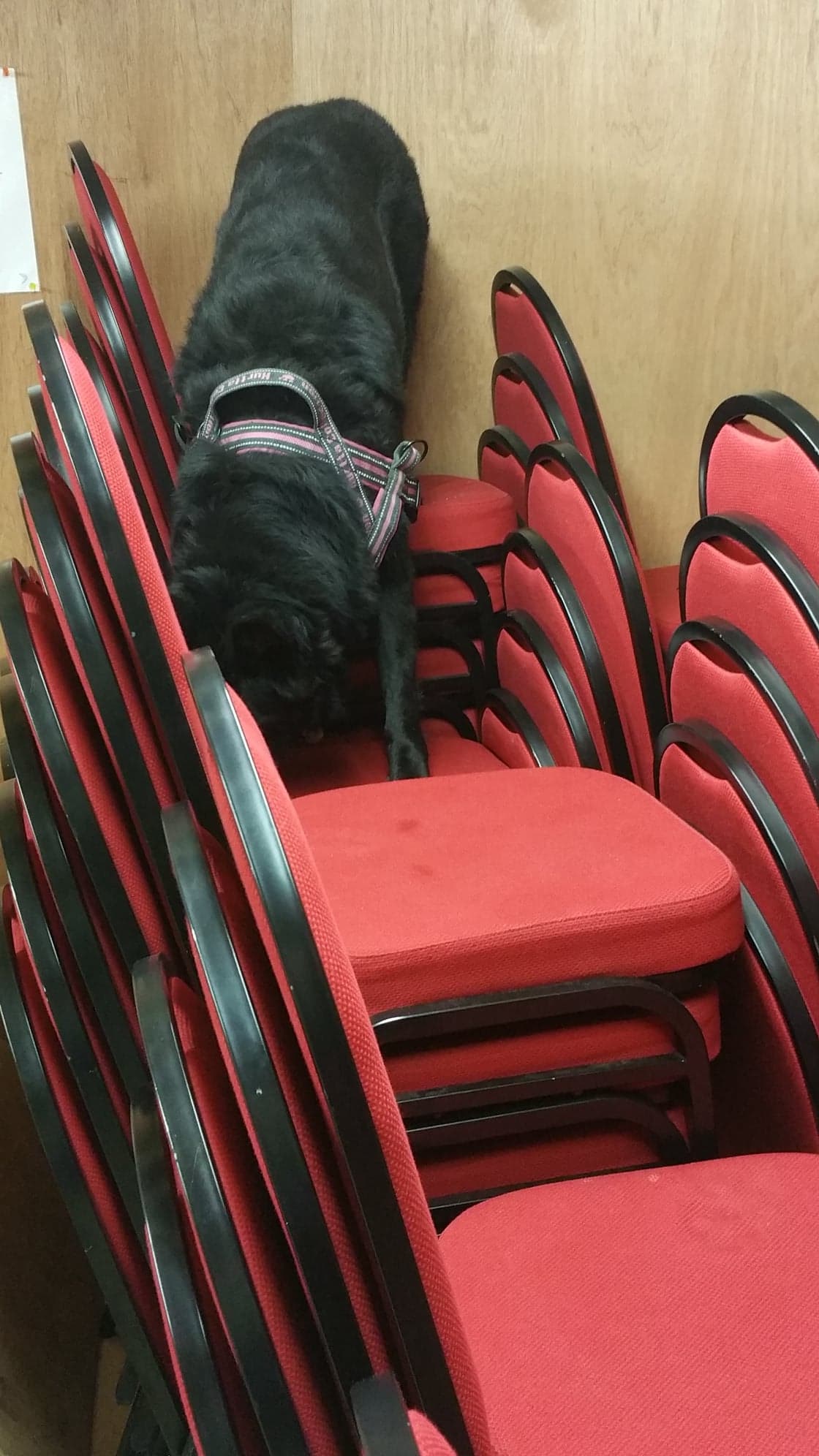 49393453_311377843056706_2107498477431816192_n