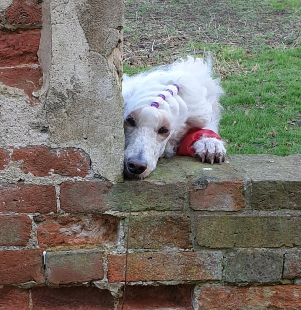 243774927_892266905025517_2350470187319500038_n